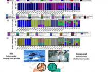 研究人员发现野生和人类饲养的斑点海豚拥有不同的胃肠道微生物群