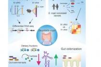 研究表明小RNA在肠道定植中起着至关重要的作用
