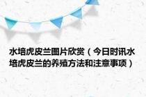 水培虎皮兰图片欣赏（今日时讯水培虎皮兰的养殖方法和注意事项）