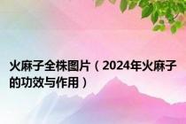 火麻子全株图片（2024年火麻子的功效与作用）