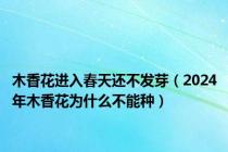 木香花进入春天还不发芽（2024年木香花为什么不能种）