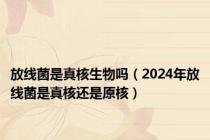 放线菌是真核生物吗（2024年放线菌是真核还是原核）