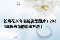 长寿花20年老桩造型图片（2024年长寿花的繁殖方法）