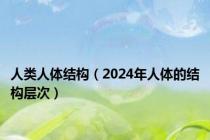 人类人体结构（2024年人体的结构层次）