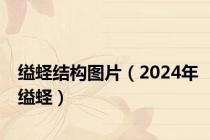 缢蛏结构图片（2024年缢蛏）