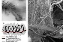 纳米原纤维研究成功测量蜘蛛网超级纤维的强度