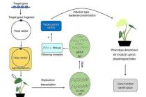 芋头研究进展新型基因沉默系统可快速验证基因功能