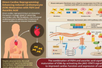 新方法将普通成纤维细胞转化为成熟的心肌细胞